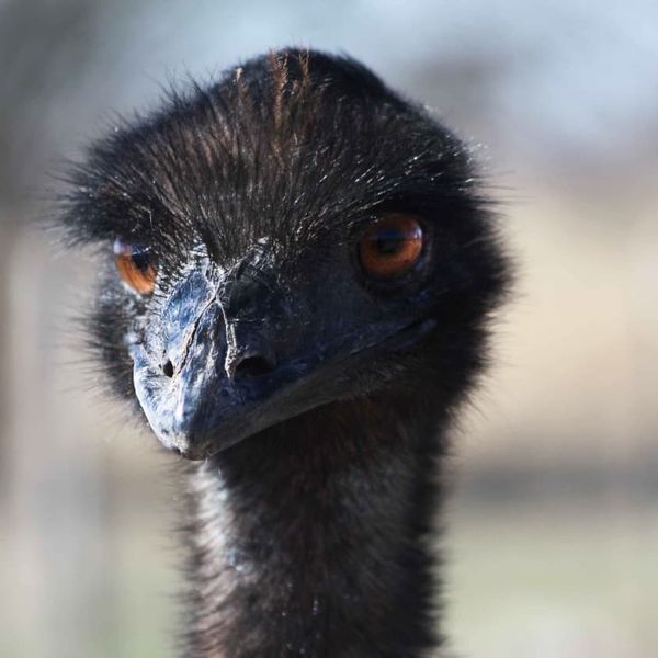 Angry ostrich - Photo by Ruth Caron