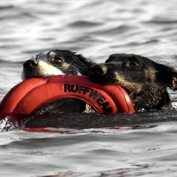 Two dogs swimming back with a red tire in their mouths - Photo by Yuki Dog