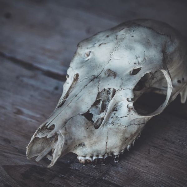 Animal Skull - Photo by Annie Spratt